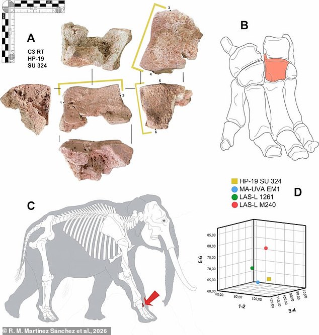 Ancient Elephant Bone in Spain Offers First Physical Evidence of Hannibal's Alpine Crossing