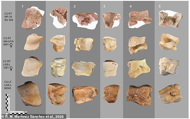 Ancient Elephant Bone in Spain Offers First Physical Evidence of Hannibal's Alpine Crossing