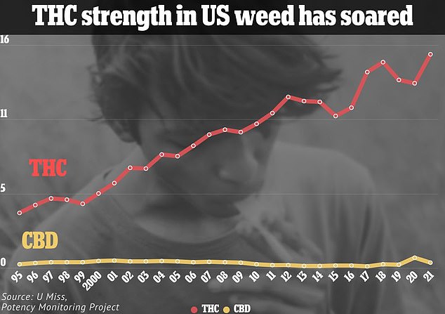 Study Suggests Moderate Cannabis Use May Protect Brain Health in Older Adults, Researchers Find