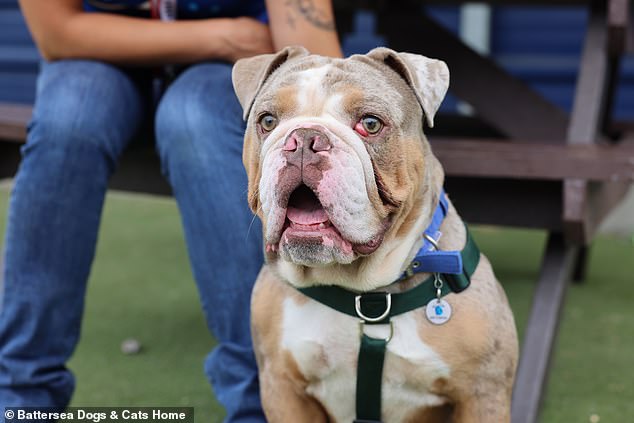 UK Dog Shelters Face Crisis as Flat-Faced Breeds Face Euthanasia Amid Surge in Abandonments Linked to Social Media-Driven Demand