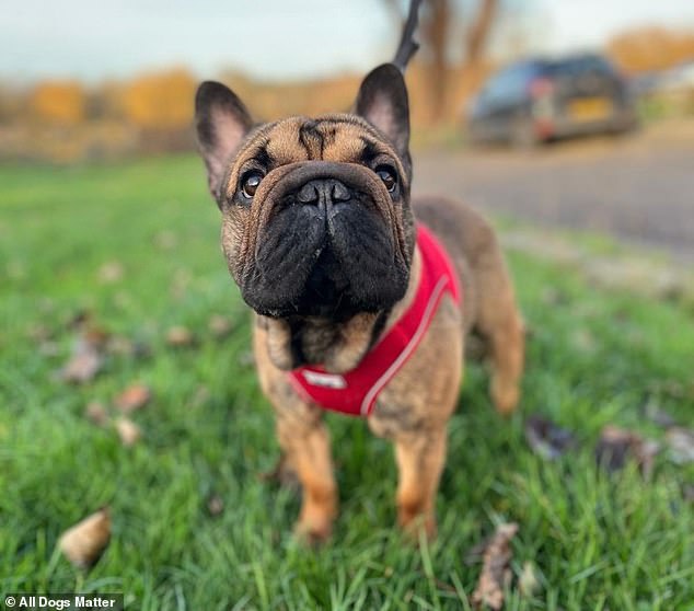 UK Dog Shelters Face Crisis as Flat-Faced Breeds Face Euthanasia Amid Surge in Abandonments Linked to Social Media-Driven Demand