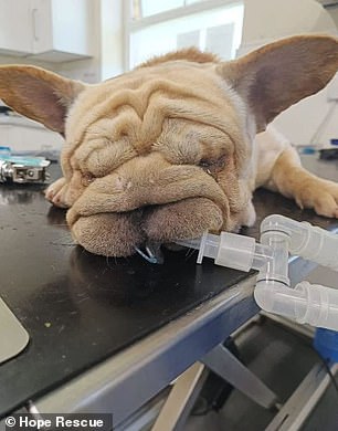 UK Dog Shelters Face Crisis as Flat-Faced Breeds Face Euthanasia Amid Surge in Abandonments Linked to Social Media-Driven Demand