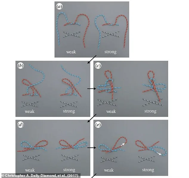 Shoelace Tying Reimagined: Experts Challenge Traditional Methods with Faster, Durable Alternatives Inspired by Ian Fieggen's Work