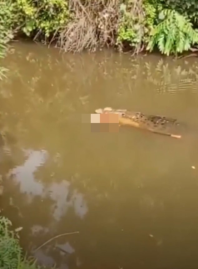 Giant Crocodile Attack Claims Life of Indonesian Housewife in Aceh Province