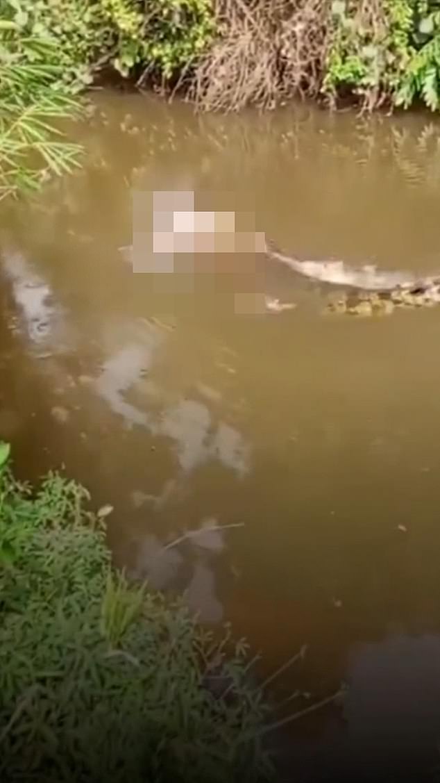 Giant Crocodile Attack Claims Life of Indonesian Housewife in Aceh Province