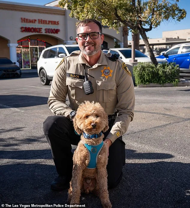 Goldendoodle Jet Blue Abandoned at Las Vegas Airport; Owner Charged with Animal Abandonment