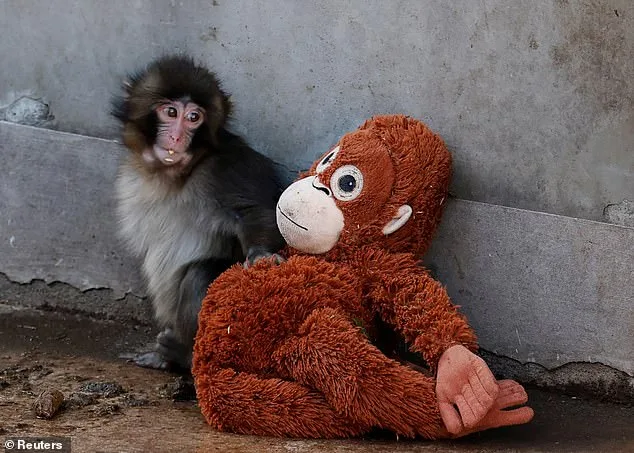 Punch the Macaque: A Viral Journey from Abandonment to Global Sympathy