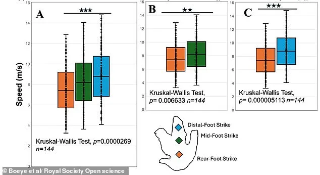 T. rex May Have Run on Toes, Study Challenges Dinosaur Movement Theories