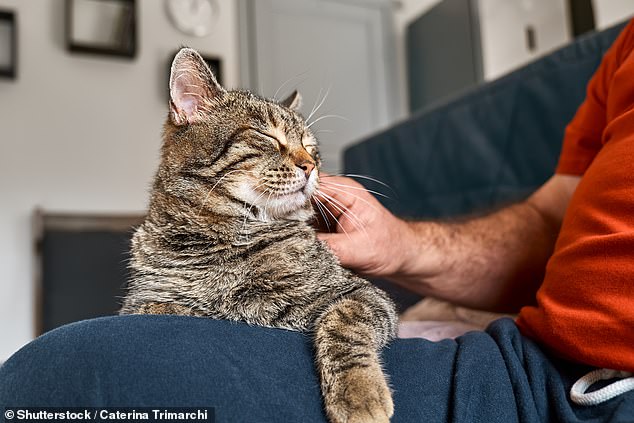 Cats' Reluctance to Help Humans Linked to Evolution, Not Lack of Care, Study Finds