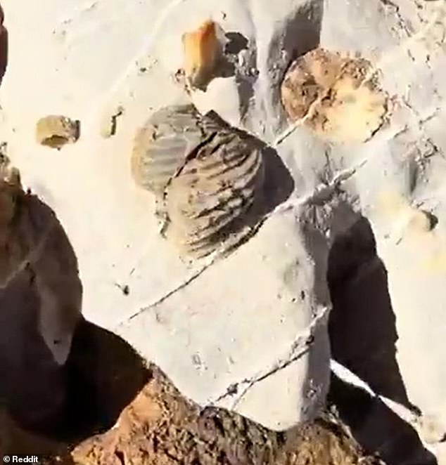 Ancient Marine Fossils in Guadalupe Mountains Spark Debate Over Biblical Flood and Earth's History