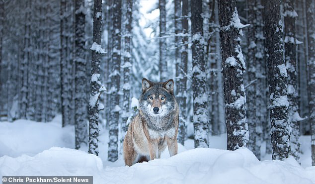 Chris Packham's *More Beautiful Than You* Exhibition Reveals 15 Years of Capturing Nature's Raw Beauty