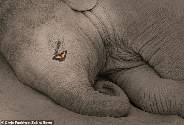 Chris Packham's *More Beautiful Than You* Exhibition Reveals 15 Years of Capturing Nature's Raw Beauty