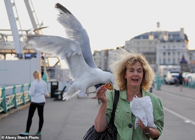 Googly Eyes on Takeaway Boxes Deter Seagulls, Study Shows