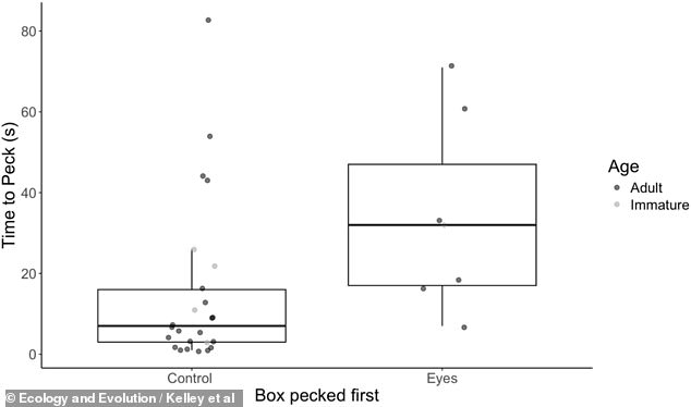 Googly Eyes on Takeaway Boxes Deter Seagulls, Study Shows
