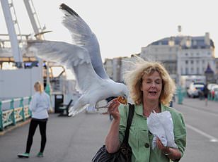 Googly Eyes on Takeaway Boxes Deter Seagulls, Study Shows