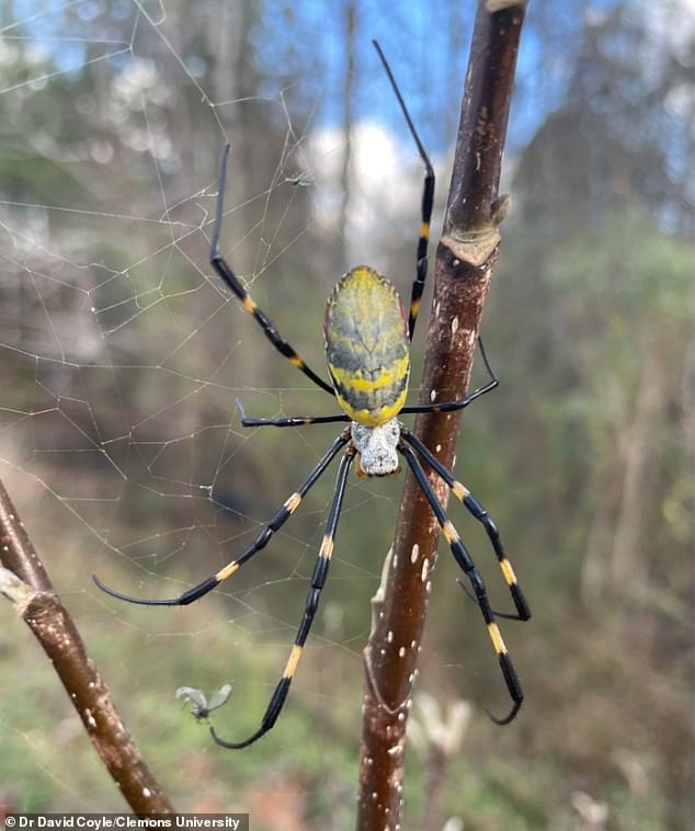 Joro Spiders Spread Across U.S., Raising Fears of Canadian Invasion