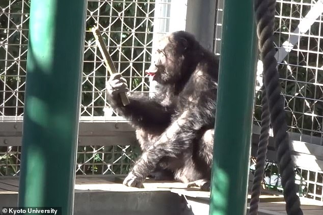 Chimpanzee Combines Vocalizations with Rhythmic Drumming, Redefining Human Uniqueness in Music Evolution