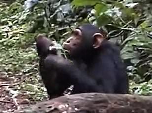 Chimpanzee Combines Vocalizations with Rhythmic Drumming, Redefining Human Uniqueness in Music Evolution