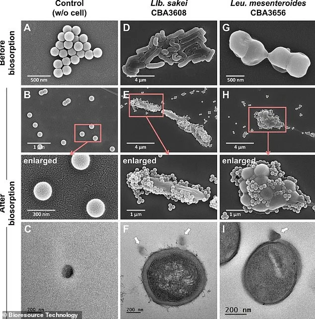 Kimchi's Bacterium May Offer Biological Solution to Nanoplastics Crisis