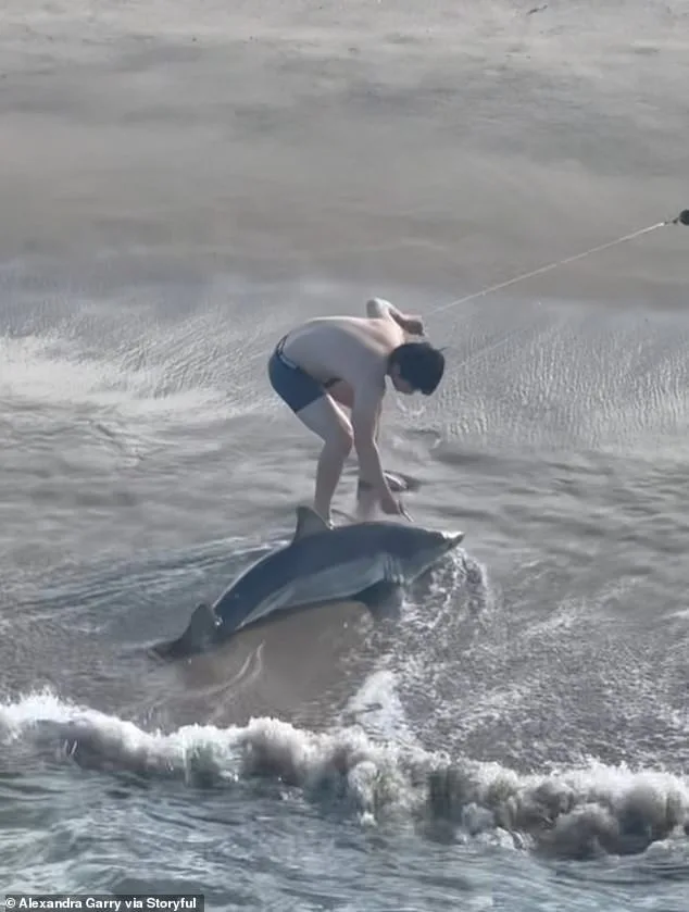 Dramatic Rescue: Young Fisherman Saves Juvenile Great White Shark at Hermosa Beach Pier