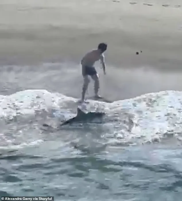 Dramatic Rescue: Young Fisherman Saves Juvenile Great White Shark at Hermosa Beach Pier