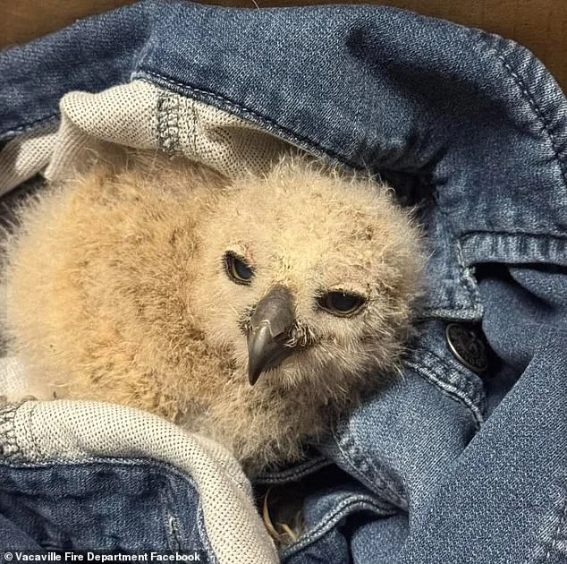 Firefighters Rescue Baby Great Horned Owl from Flooded Storm Drain in Vacaville