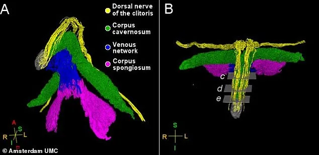 Scientists Reveal Intricate Nerve Network of Clitoris in Groundbreaking Study