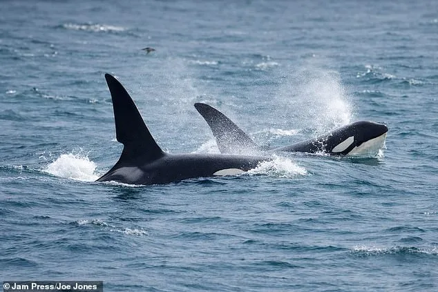 Rare Killer Whale Sighting in Cornwall Leaves Explorer Speechless