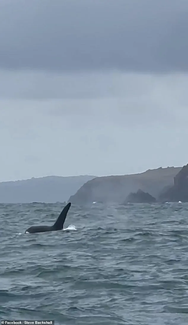 Rare Killer Whale Sighting in Cornwall Leaves Explorer Speechless