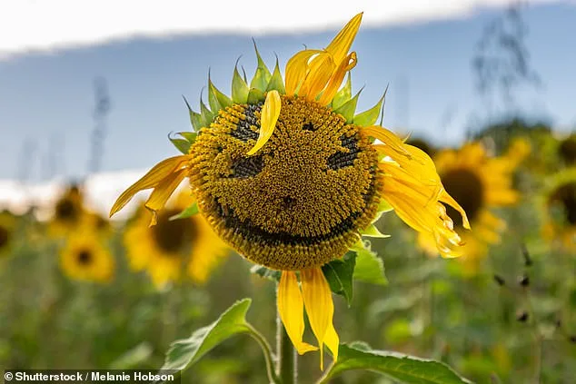 Why We See More Male Faces in Everyday Objects: New Study Explains the Psychology Behind Face Pareidolia