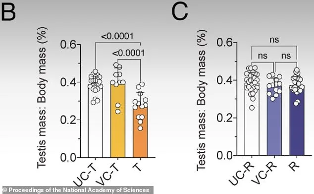 Breakthrough in Male Contraception: Safe, Reversible Option Using JQ1 Drug