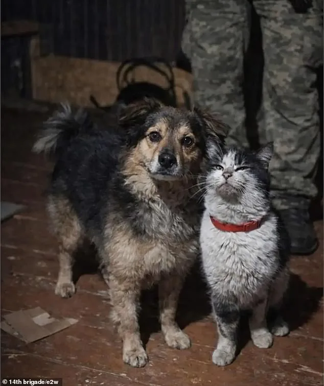 Ukrainian Drone Rescues Cat and Dog from Frontlines in Bold War Zone Mission