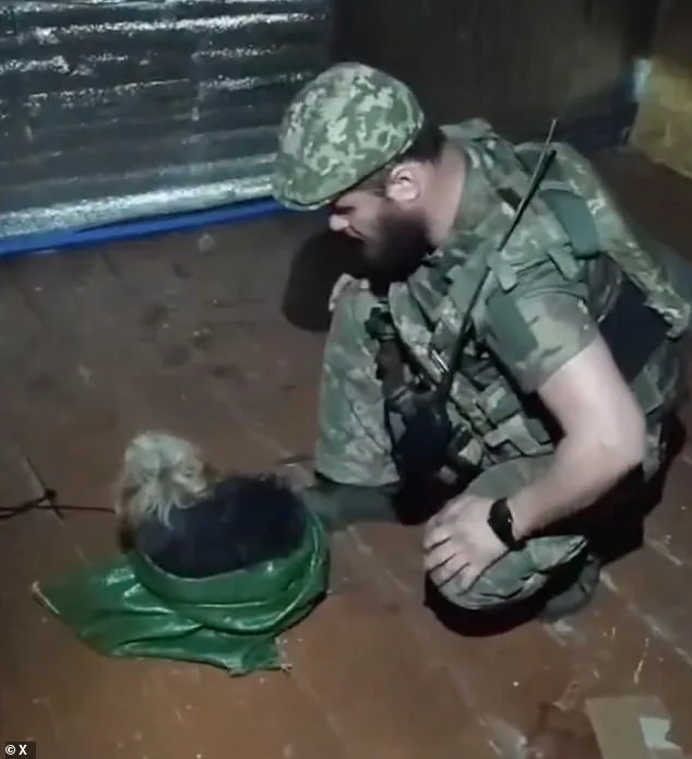 Ukrainian Drone Rescues Cat and Dog from Frontlines in Bold War Zone Mission