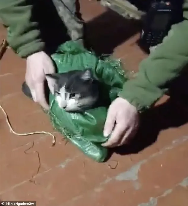 Ukrainian Drone Rescues Cat and Dog from Frontlines in Bold War Zone Mission