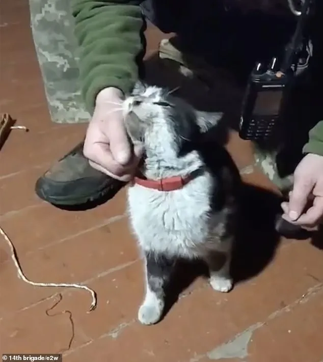 Ukrainian Drone Rescues Cat and Dog from Frontlines in Bold War Zone Mission