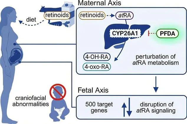 New Study Reveals Link Between PFDA in Household Items and Facial Deformities in Unborn Babies