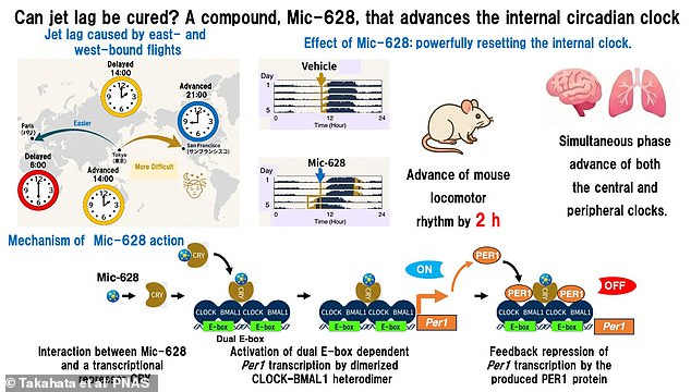 Japanese Researchers Develop Compound to Reset Body Clock and Combat Jet Lag
