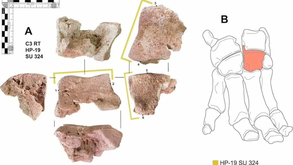 Ancient Elephant Bone in Spain Offers First Physical Evidence of Hannibal's Alpine Crossing