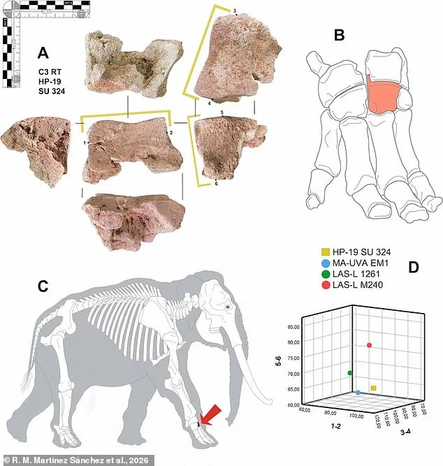 Ancient Elephant Bone in Spain Offers First Physical Evidence of Hannibal's Alpine Crossing