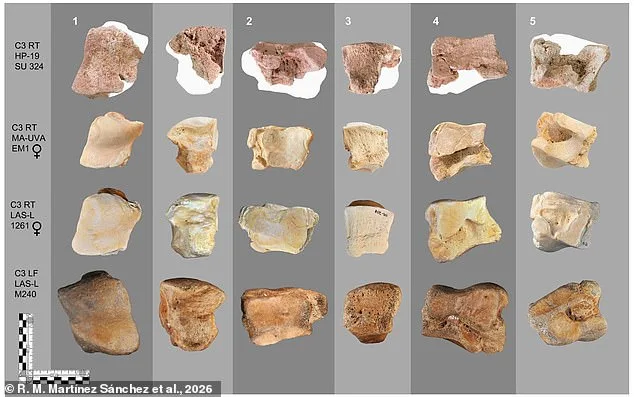 Ancient Elephant Bone in Spain Offers First Physical Evidence of Hannibal's Alpine Crossing