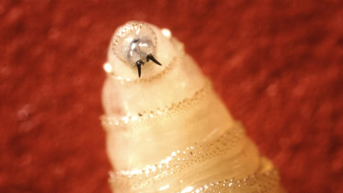 Texas Declares Disaster Over Flesh-Eating Screwworm Spread from Mexico