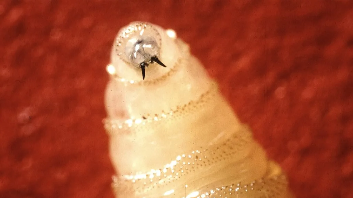 Texas Declares Disaster Over Flesh-Eating Screwworm Spread from Mexico