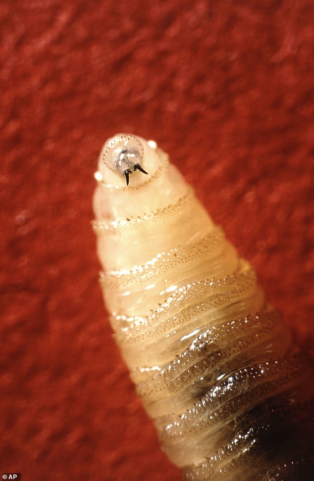 Texas Declares Disaster Over Flesh-Eating Screwworm Spread from Mexico
