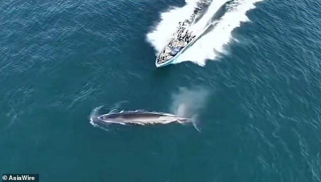 Protected Bryde's Whale Struck by Fishing Vessel in Weizhou Island Waters, Sparking Conservation Concerns