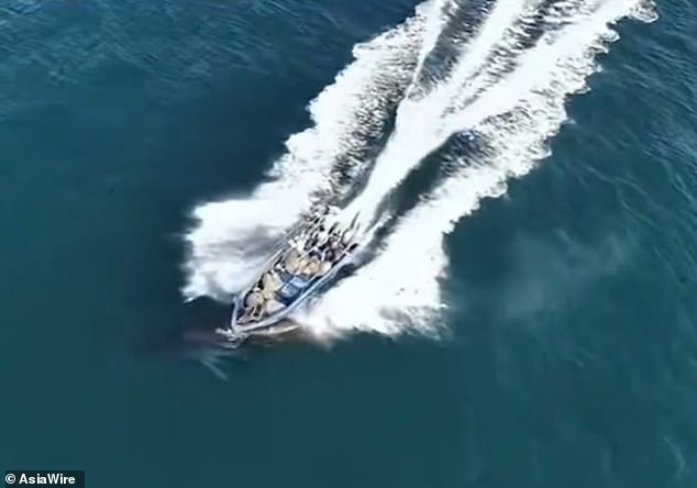 Protected Bryde's Whale Struck by Fishing Vessel in Weizhou Island Waters, Sparking Conservation Concerns