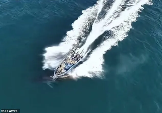 Protected Bryde's Whale Struck by Fishing Vessel in Weizhou Island Waters, Sparking Conservation Concerns