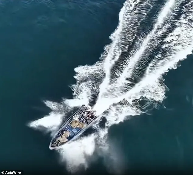 Protected Bryde's Whale Struck by Fishing Vessel in Weizhou Island Waters, Sparking Conservation Concerns