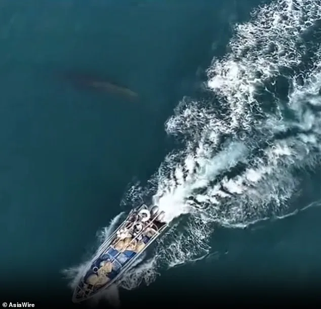 Protected Bryde's Whale Struck by Fishing Vessel in Weizhou Island Waters, Sparking Conservation Concerns