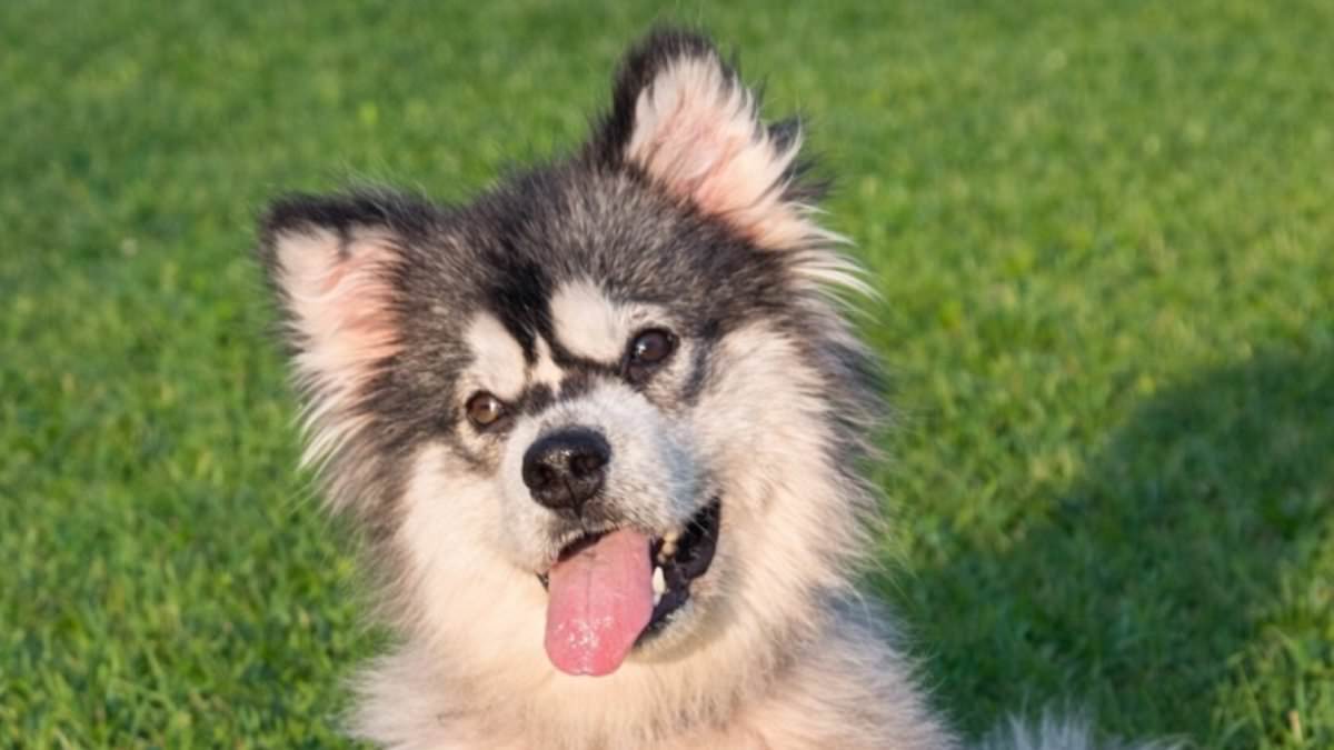 From Slaughterhouse to Sanctuary: Malamute Puppy's Survival Sparks Global Call to End Dog Meat Trade