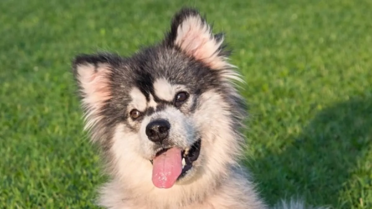 From Slaughterhouse to Sanctuary: Malamute Puppy's Survival Sparks Global Call to End Dog Meat Trade